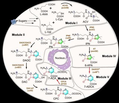 酵母革命 酿酒酵母从头合成β-内酰胺抗生素母核研究获重要进展